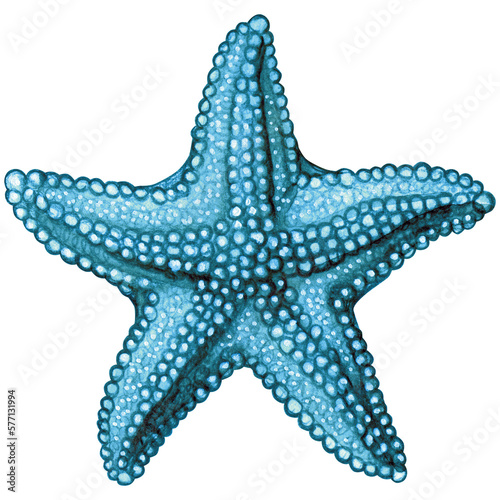 Watercolor hand drawn starfish