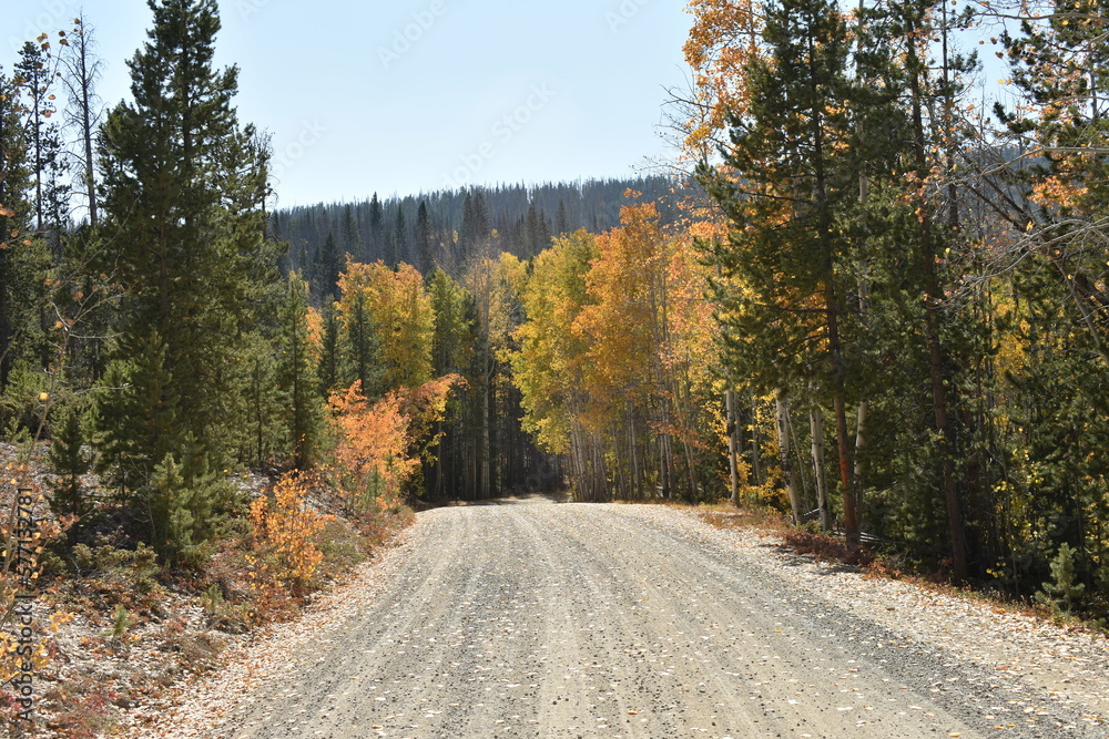 road in autumn forest colorado