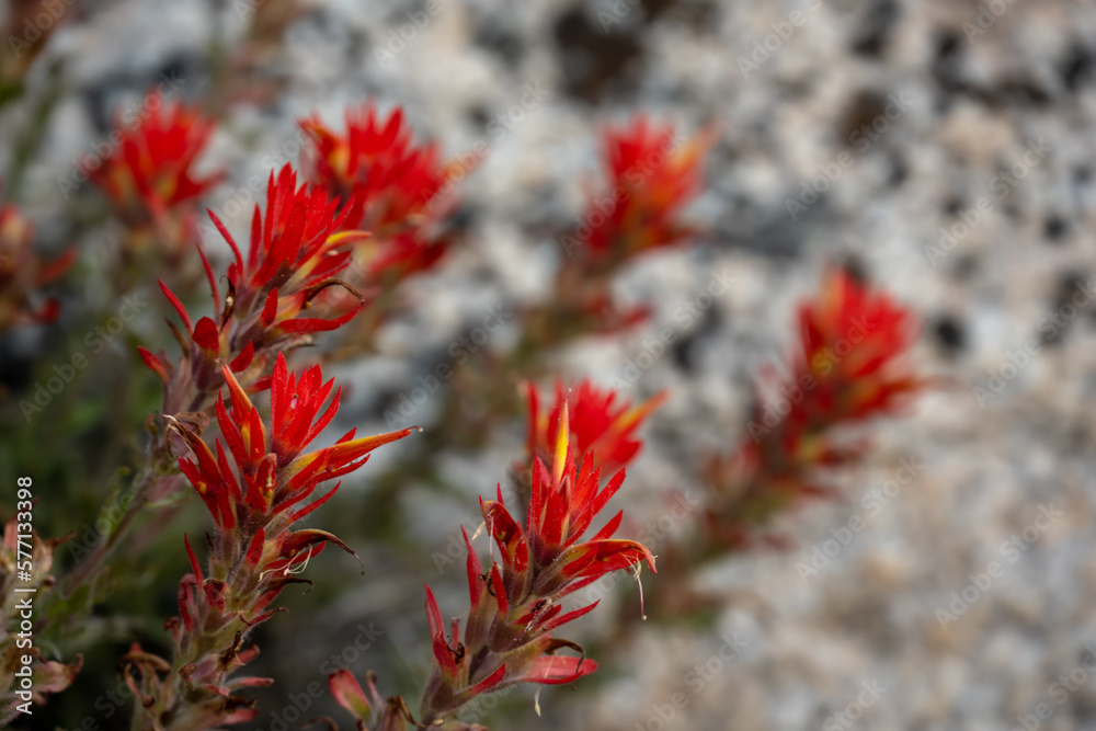 Bright Orange Paintbrush Flowers Bloom in the Granite of Yosemite Bright Orange Paintbrush Flowers Bloom in the Granite of Yosemite