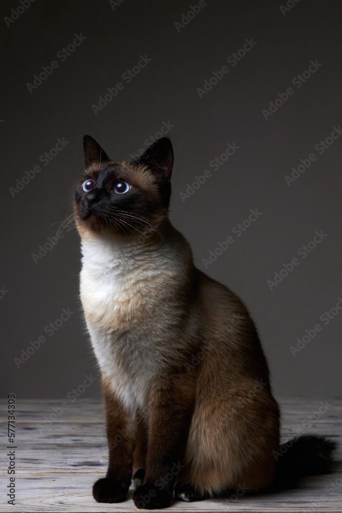 Cat of breed Mekong Bobtail (siames) without tail on white woden table against grey background