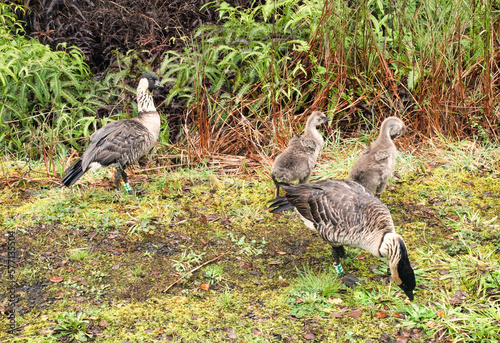 Canvas Print Nene Family