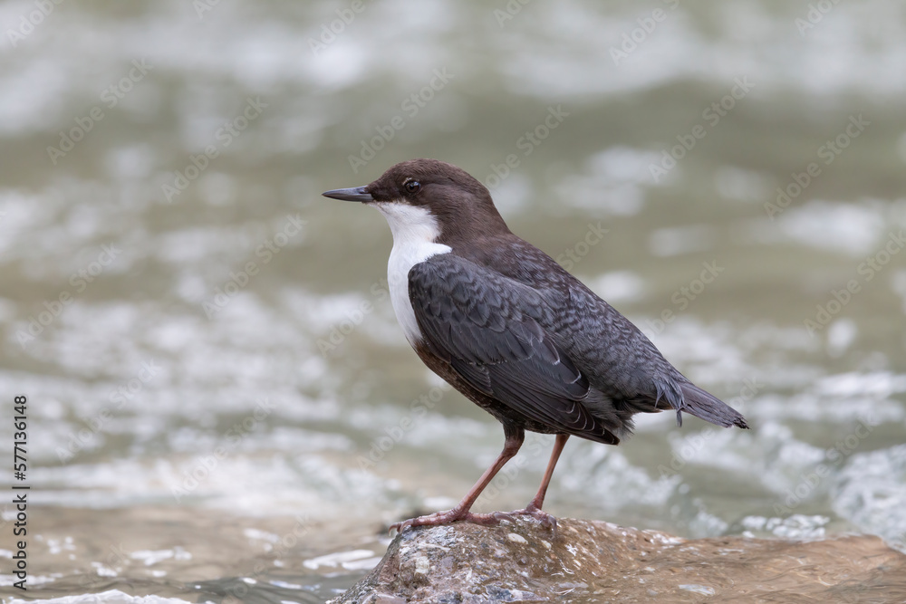The white-throated dipper or Eurasian dipper (Cinclus cinclus). The white-throated dipper or Eurasian dipper (Cinclus cinclus).