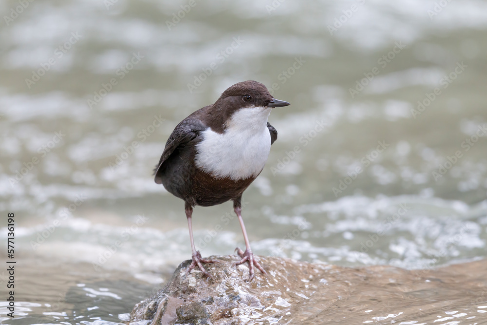 The white-throated dipper or Eurasian dipper (Cinclus cinclus). The white-throated dipper or Eurasian dipper (Cinclus cinclus).