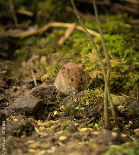 A cute bank vole looking for food in spring, copyspace