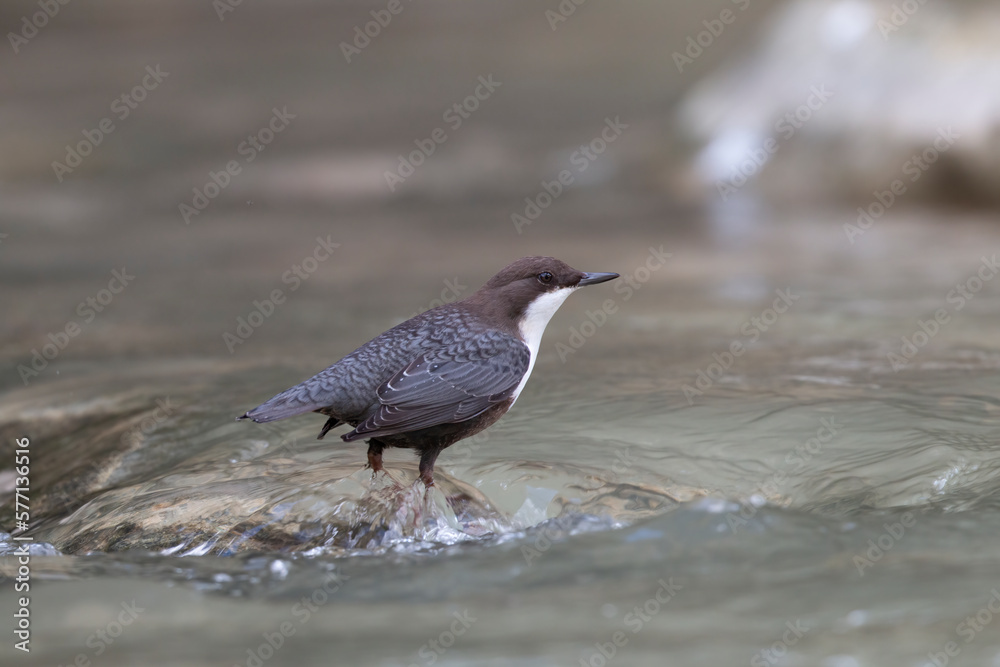 The white-throated dipper or Eurasian dipper (Cinclus cinclus). The white-throated dipper or Eurasian dipper (Cinclus cinclus).