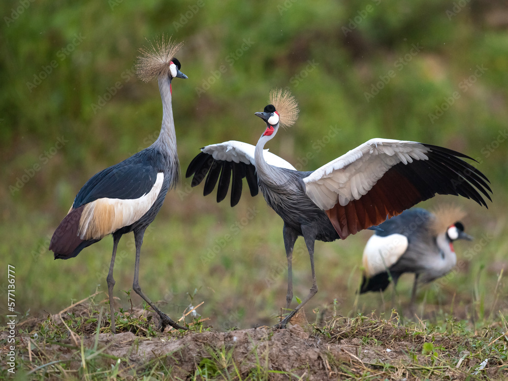 Fototapeta premium A Grey Crowned Crane Challenges its partner