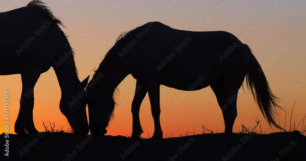 Camargue or Camarguais Horse in the Dunes at Sunrise, Camargue in the South East of France, Les Saintes Maries de la Mer, Real Time 4K Camargue or Camarguais Horse in the Dunes at Sunrise, Camargue in the South East of France, Les Saintes Maries de la Mer, Real Time 4K
