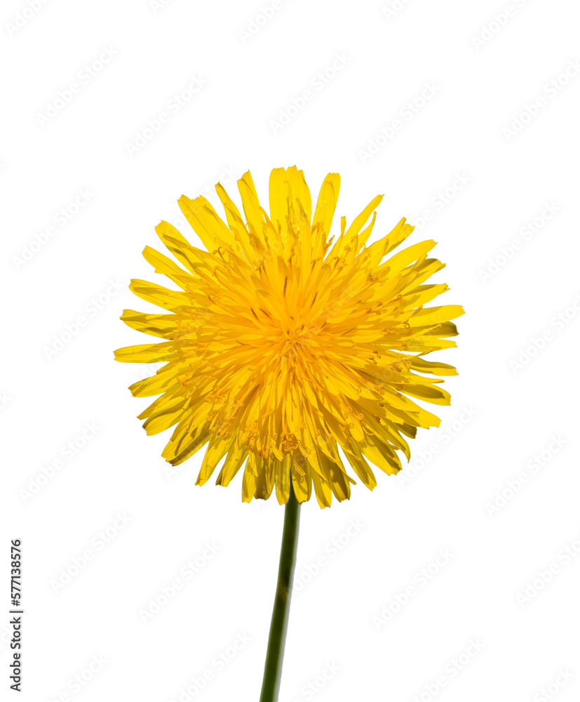 yellow dandelion flower isolated on white background. yellow dandelion flower isolated on white background.