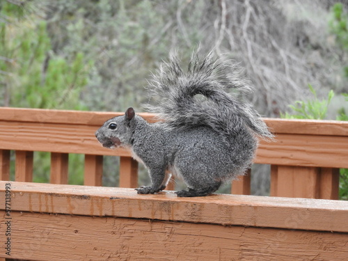 A western gray squirrel with a wound on its face, living in the Angeles National Forest, San Gabriel Mountains, California. photo