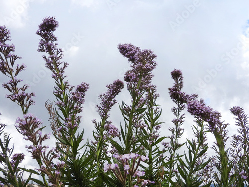 Poodle-dog bush, eriodictyon parryi, under a cloudy sky, Angeles National Forest, San Gabriel Mountains, California. Natural background. photo