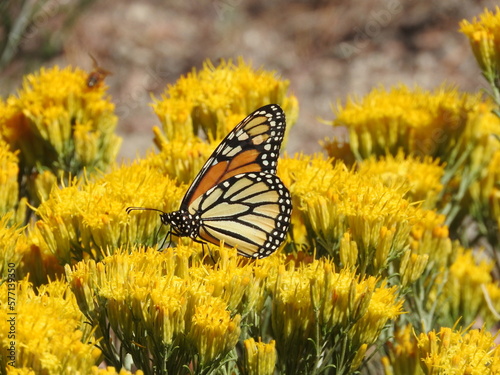 Monarch Butterfly perched upon yellow sagebrush flowers, Angeles National Forest, San Gabriel Mountains, California. © Scenic Corner