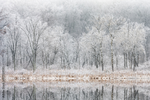 Winter landscape of the iced shoreline of Deep Lake after a freezing rain event with mirrored reflections in calm water, Yankee Springs State Park, Michigan, USA