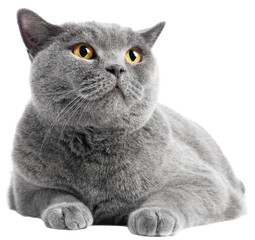 Cat isolated on transparent background
