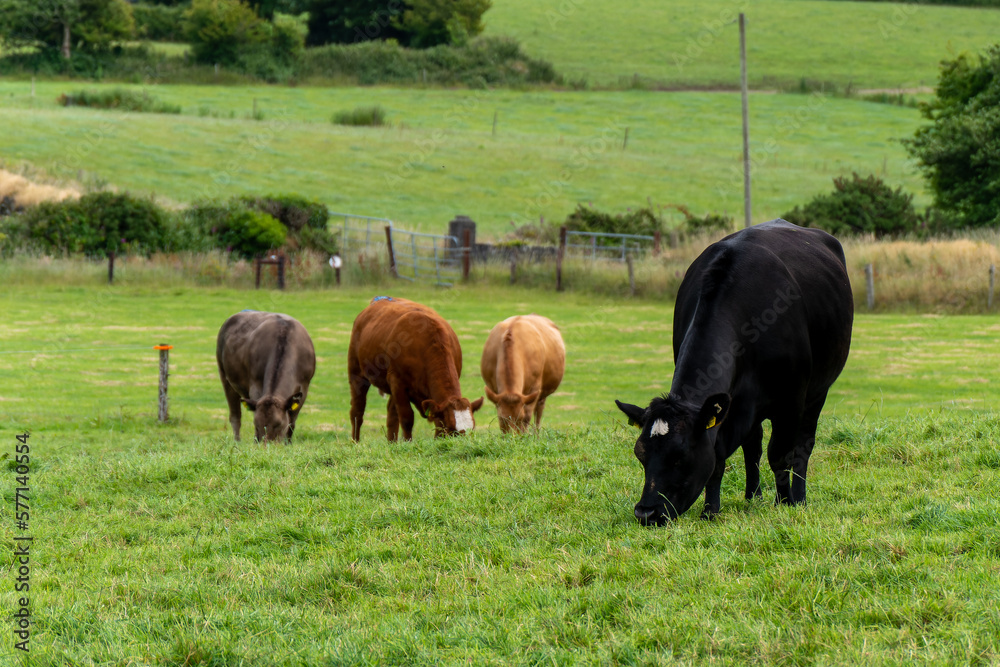 A cows on a pasture on a summer. Livestock on free grazing. Livestock farm. Agricultural landscape, cow on green grass field. A cows on a pasture on a summer. Livestock on free grazing. Livestock farm. Agricultural landscape, cow on green grass field.