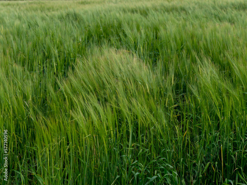 Green barley. Beautiful cereal ears. Plants  full frame. Green field