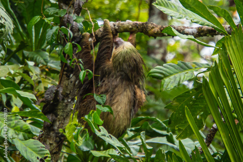 mother two-toed sloth hanging on a tree with her baby's arm holding her side   © vermontalm