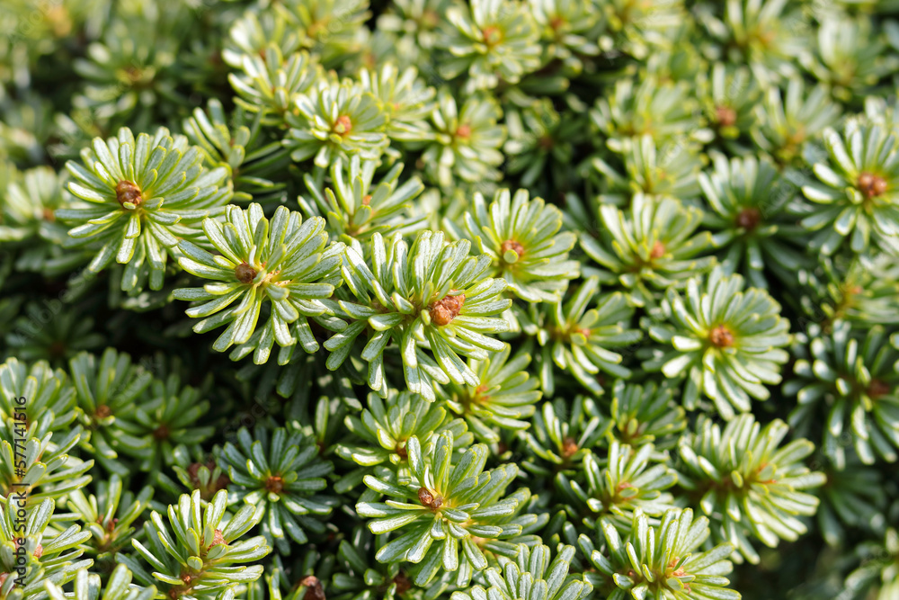 Fir tree branches Background. Spring wallpaper. Abies Koreana. Copy space. Brightly green prickly branches of Abies Koreana. Close up image of young green fir tree. Spring concept. Wallpaper Fir tree branches Background. Spring wallpaper. Abies Koreana. Copy space. Brightly green prickly branches of Abies Koreana. Close up image of young green fir tree. Spring concept. Wallpaper