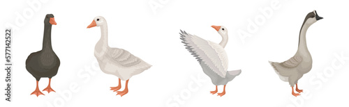 Goose White and Grey Domestic and Wild Birds Vector Set