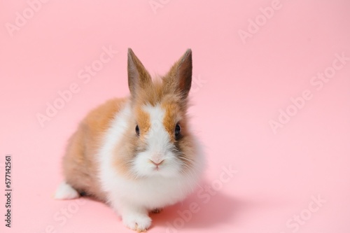 Lovely bunny easter rabbit on light pink background. beautiful lovely pets. Banner size.