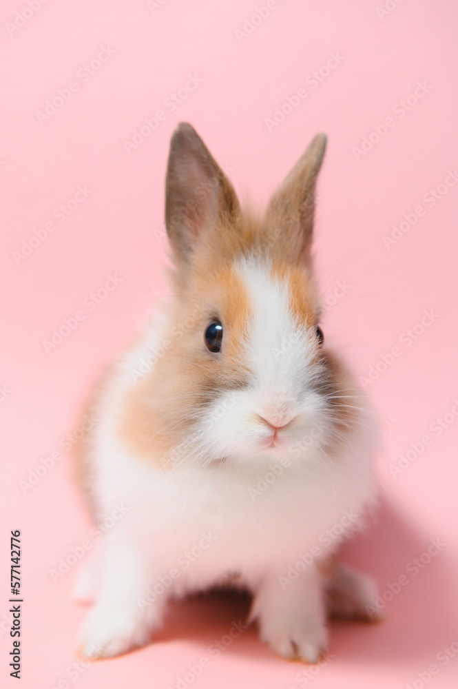 Little rabbit shot on pink background