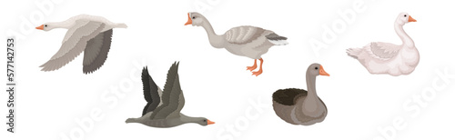 Goose White and Grey Domestic and Wild Birds Vector Set