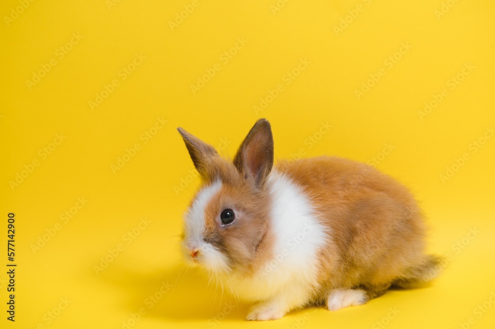 Cute bunny on yellow background. Easter symbol Cute bunny on yellow background. Easter symbol