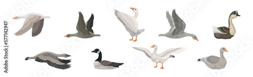 Goose White and Grey Domestic and Wild Birds Vector Set