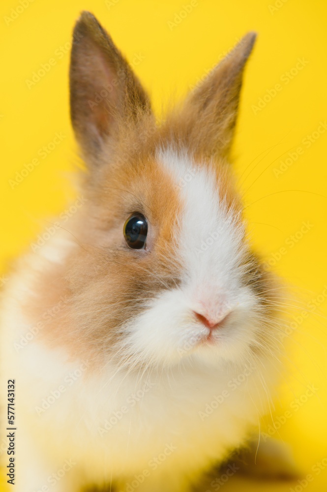 Cute bunny on yellow background. Easter symbol