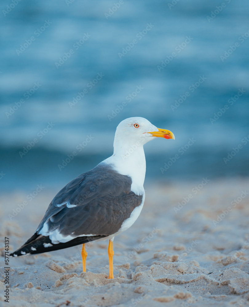 seagull on the beach seagull on the beach