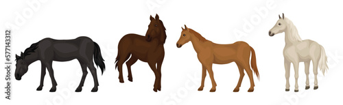 Horse Breed as Domesticated, One-toed, Hoofed Mammal Vector Set
