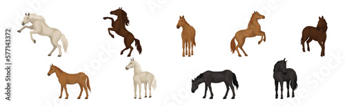 Horse Breed as Domesticated  One-toed  Hoofed Mammal Vector Set