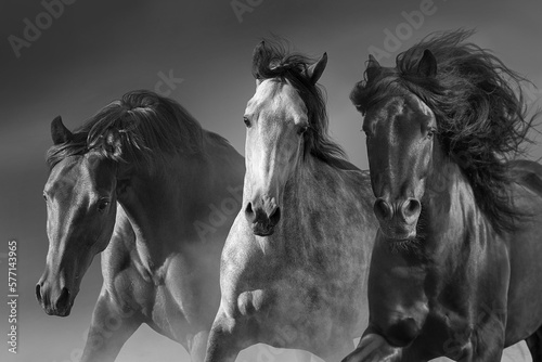 Horses in motion close up portrait