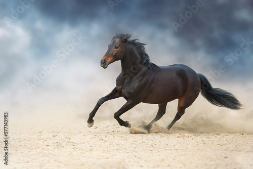 Wild horse run gallopin desert