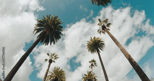 Beverly Hills street with palm trees. View up or bottom view coconut palm trees forest in sunshine. Camera looks up as it moves past rows a palm trees. Los Angeles, California. 