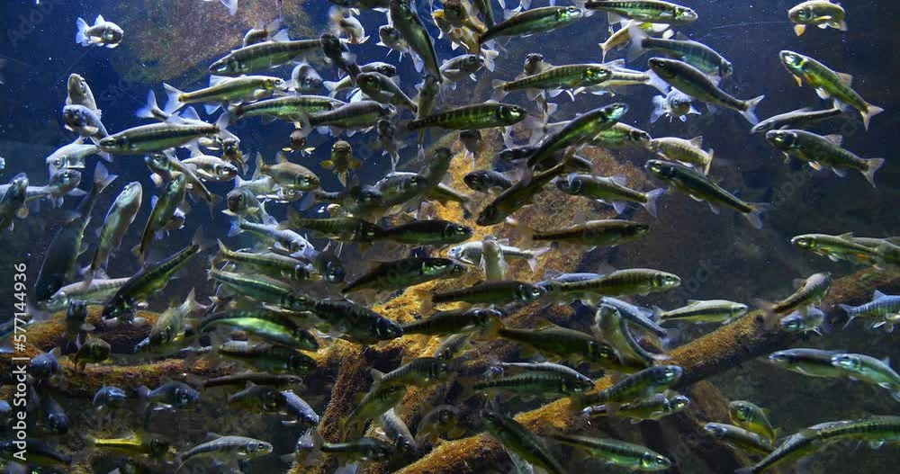 Minnow, phoxinus phoxinus, School of Fish in Freshwater Aquarium