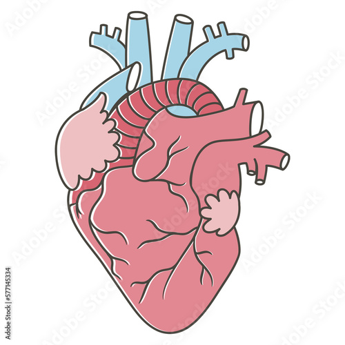 human heart anatomy illustration png
