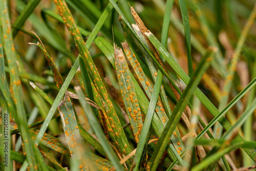 Grass rust fungus in yard. Lawn disease, prevention and lawncare service concept. photo