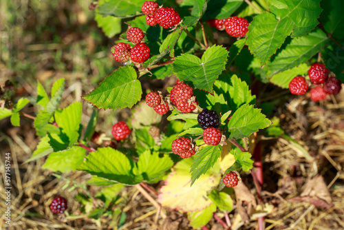 Branch with ripe raspberries