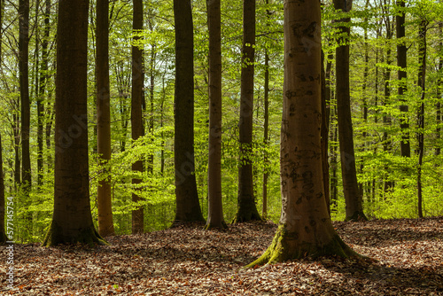 Fotomural Beautiful springtime beech forest with fresh green foliage, Teutoburg Forest, Ge