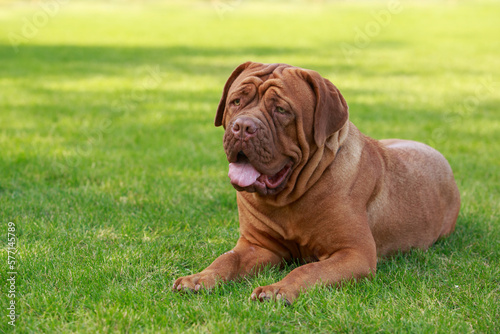 Dogue de bordeaux
