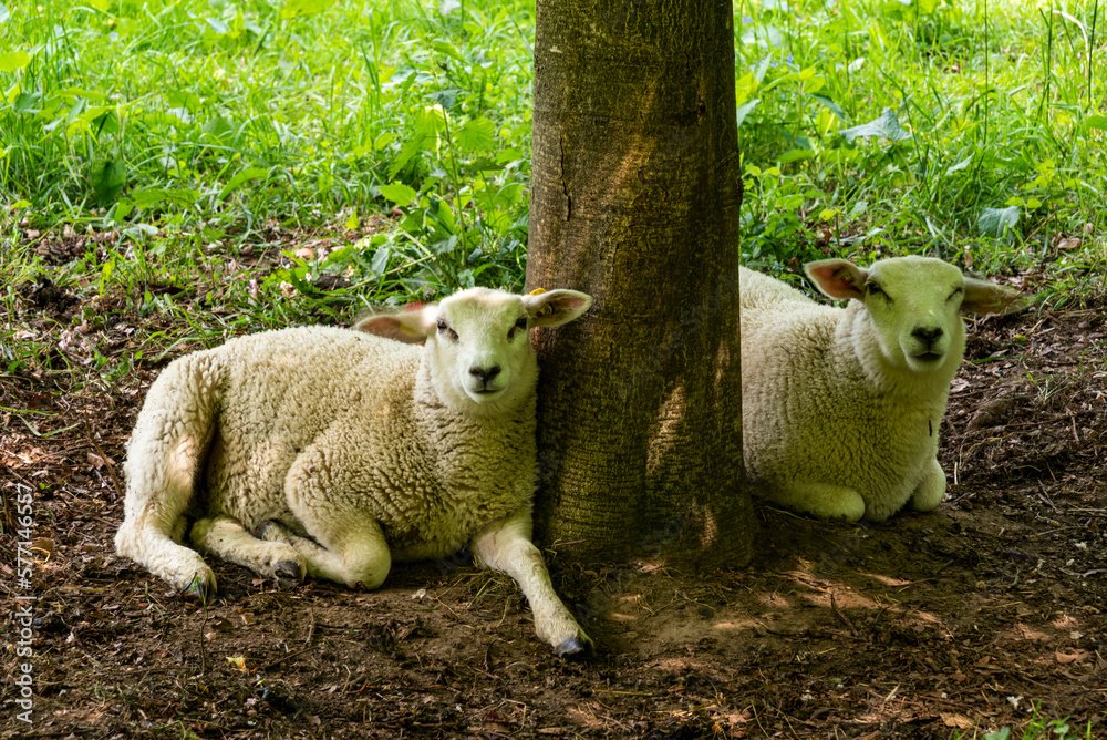 Obraz premium Two young sheep resting in the shadow underneath a tree. Both lambs are looking into the direction of the camera.