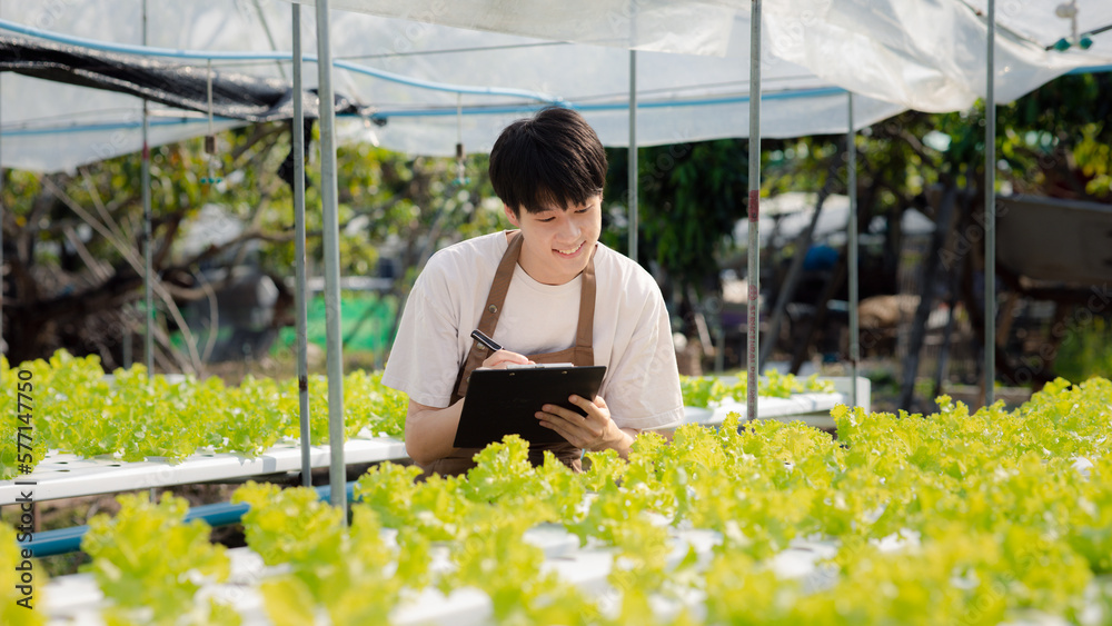 A young man owns a hydroponic vegetable garden, he grows wholesale hydroponic vegetables in restaurants and supermarkets, organic vegetables. new generations growing vegetables in hydroponics concept