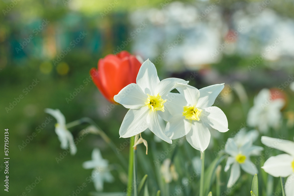 White daffodils in the garden on a sunny day,White tender narcissus flowers blooming in spring sunny garden White daffodils in the garden on a sunny day,White tender narcissus flowers blooming in spring sunny garden