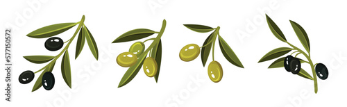 Olive Branches with Hanging Ripe Green and Black Fruit Vector Set