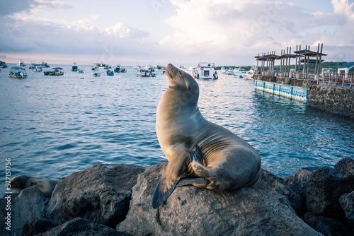 Sea Lion at the pier on Galapagos island san Cristobal 
