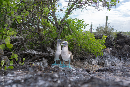 Two Galapagos Blue footed Boobies 