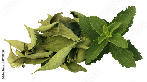 Green and dired Stevia leaves photo