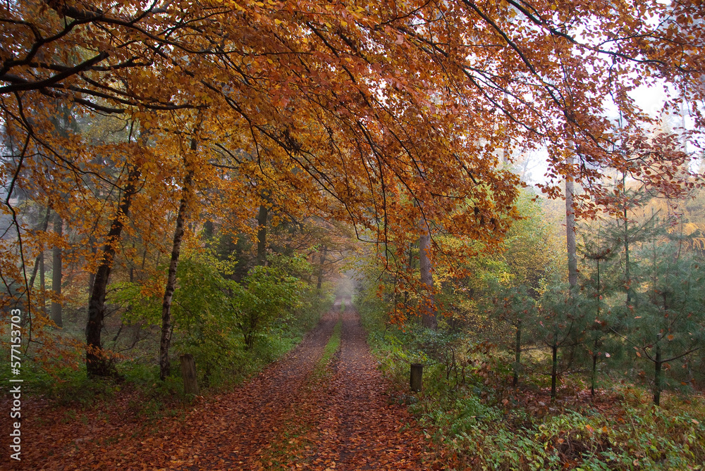 Fototapeta premium Herbststimmung im Münsterland