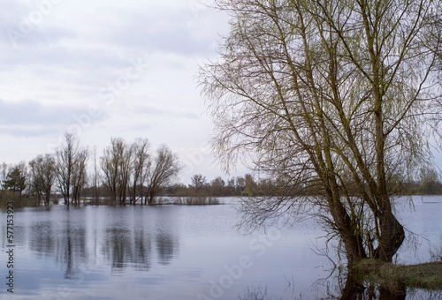 Spring evening landscape on the river. Bare bushes and trees are reflected in the flooded river in early spring