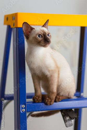 Little Siamese kitten sit on cat tower and looking for toy